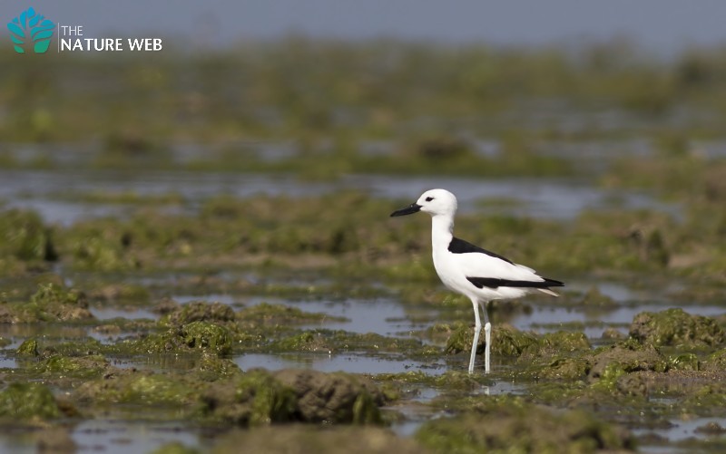 Crab Plover